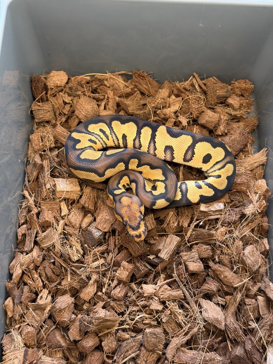 Chocolate clown ball python female