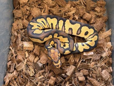 Chocolate clown ball python female