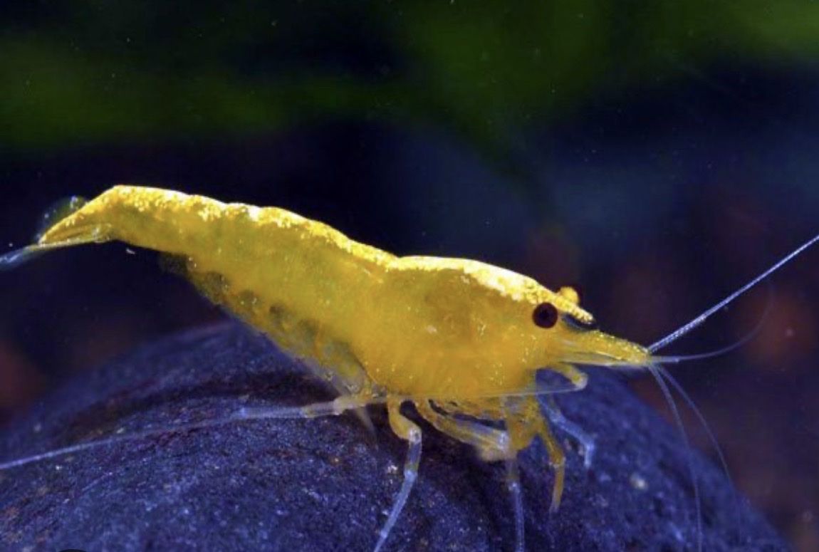 Yellow Neocaridina Freshwater Aquarium Shrimp
