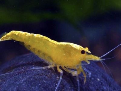 Yellow Neocaridina Freshwater Aquarium Shrimp