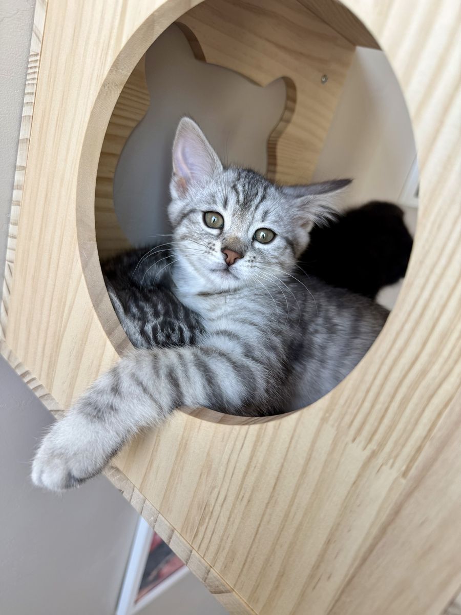 Siberian Bengal Kittens