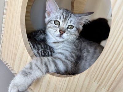 Siberian Bengal Kittens