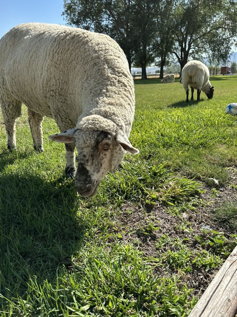 One Smut-Faced Ewe Exposed & Suffolk Ewe Exposed
