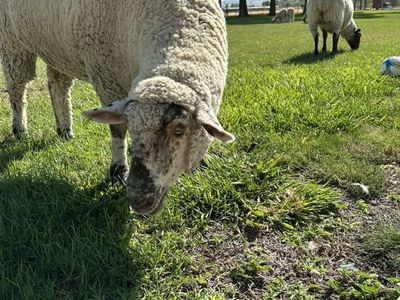 One Smut-Faced Ewe Exposed & Suffolk Ewe Exposed