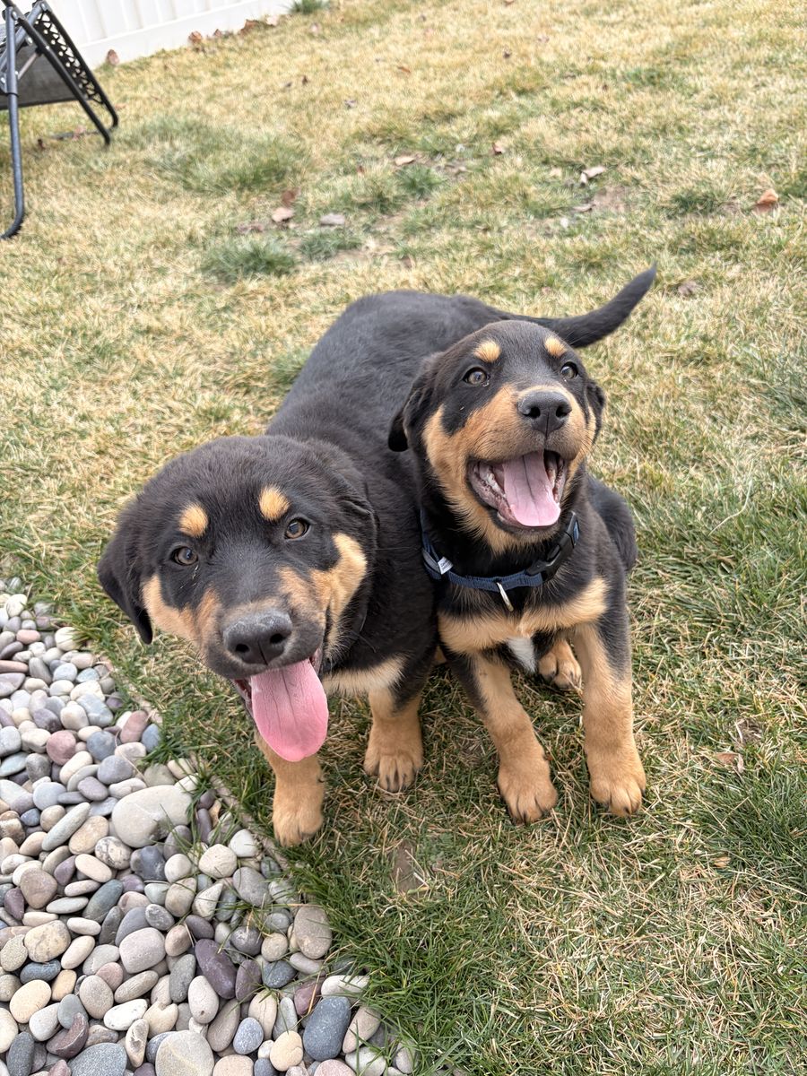 Cute Puppies Ready For Their new Home!