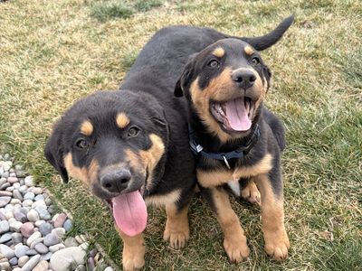 Cute Puppies Ready For Their new Home!