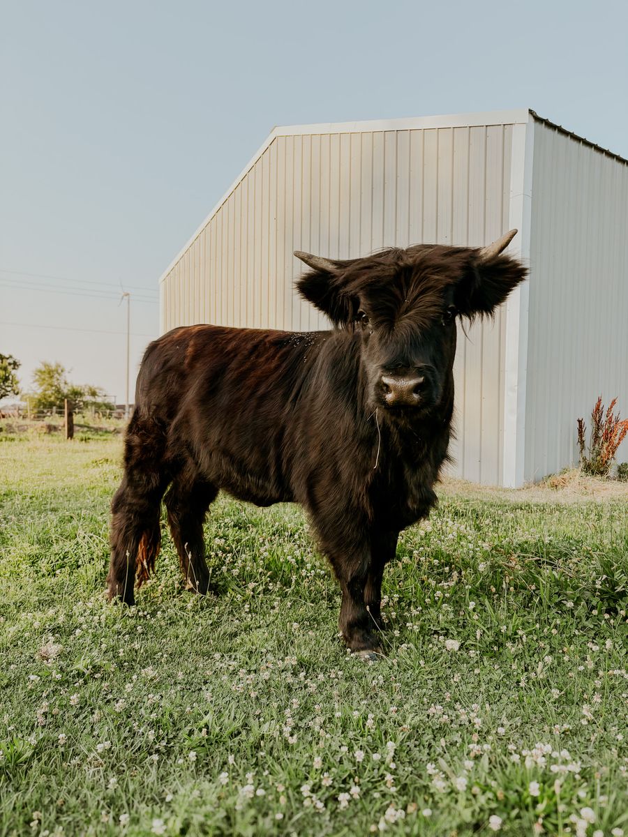 Highland heifer