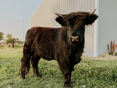 Highland heifer