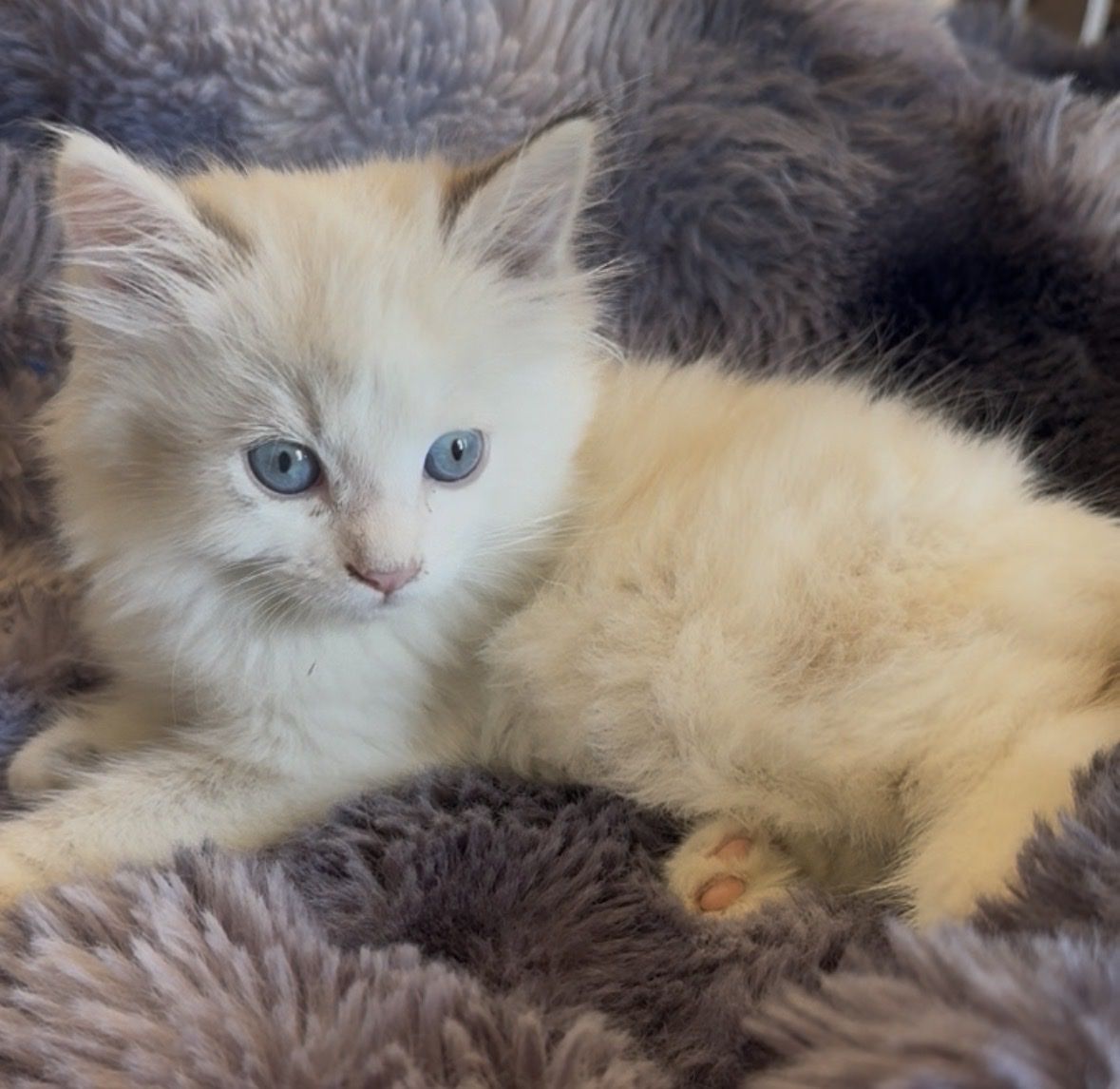 Ragdoll kitten