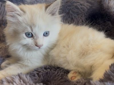 Ragdoll kitten