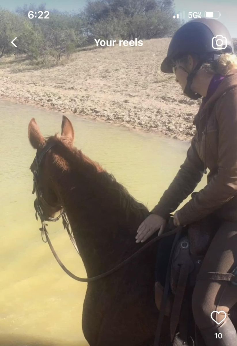 Half-Arabian Mare, 16 years old, 16 hh