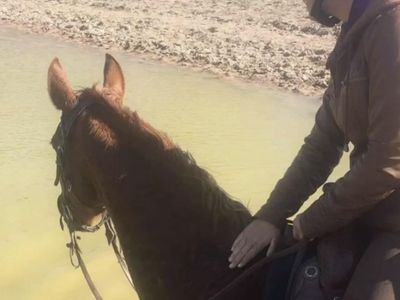 Half-Arabian Mare, 16 years old, 16 hh