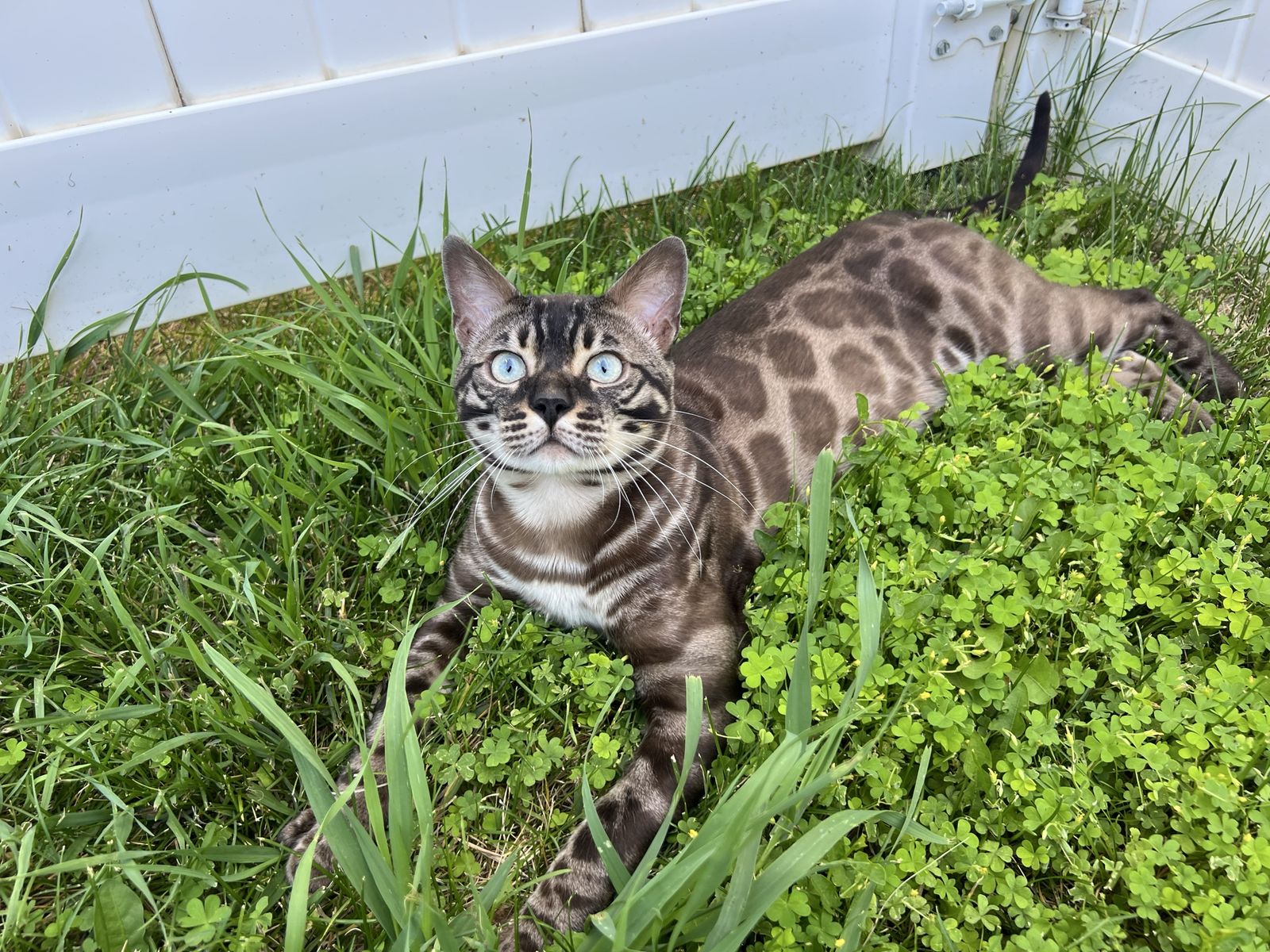 Charcoal Mink Snow male for sale