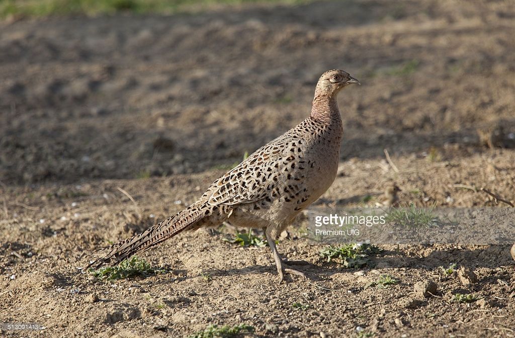 HEN PHESANTS