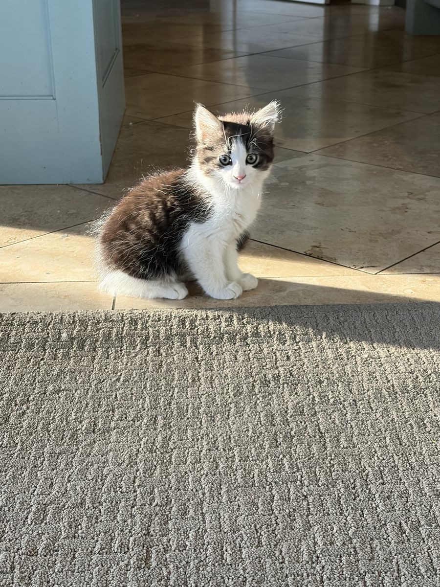 Playful kittens ready for their forever homes.