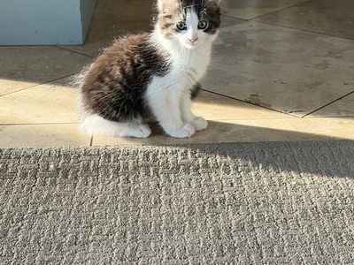 Playful kittens ready for their forever homes.