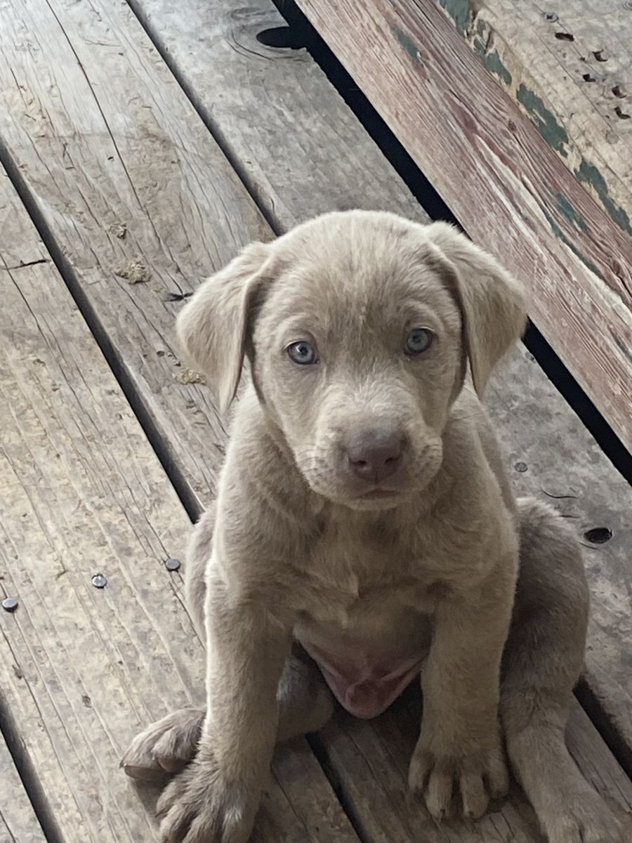 Silver and chocolate labs