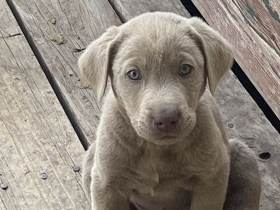 Silver and chocolate labs