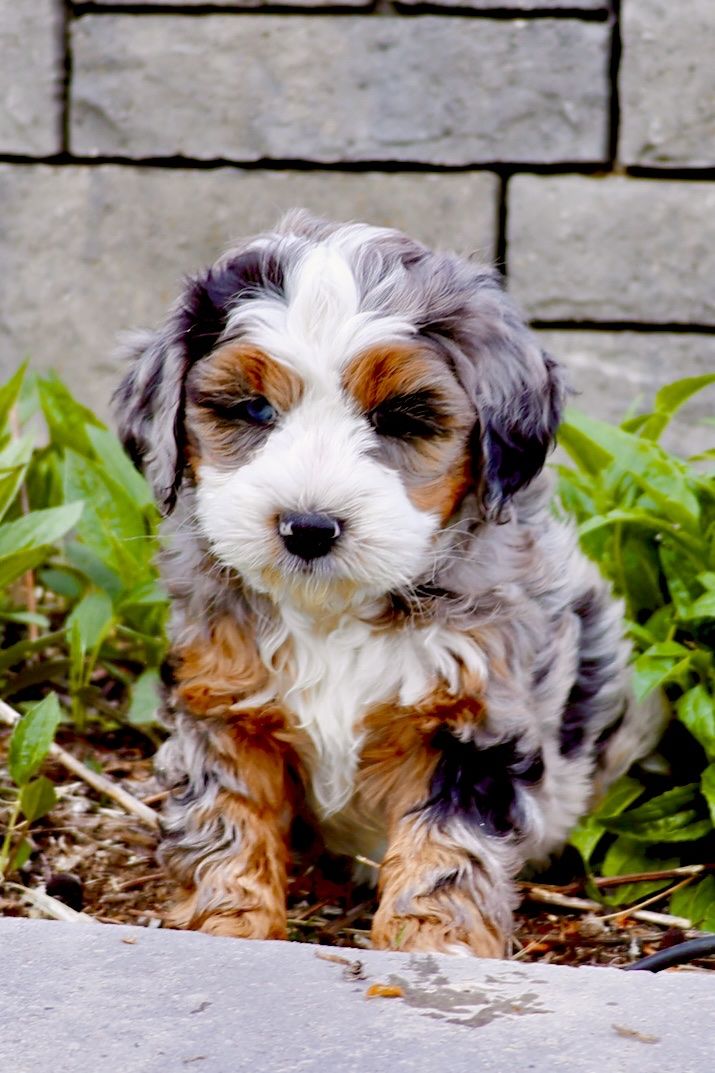 Bernedoodle