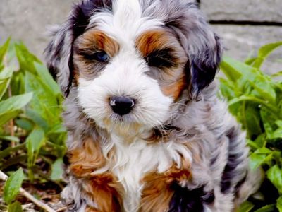 Bernedoodle