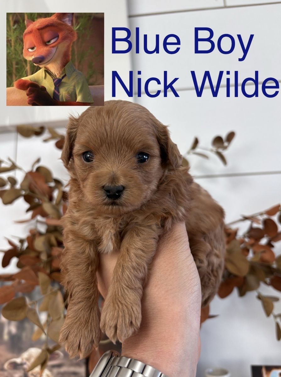 F1bb Micro Goldendoodle Puppy Male