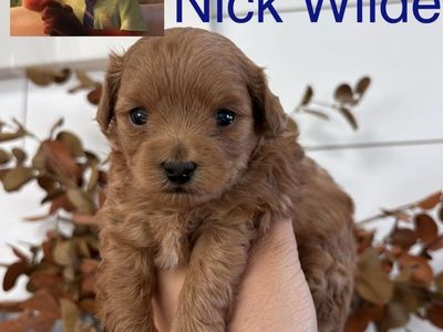 F1bb Micro Goldendoodle Puppy Male