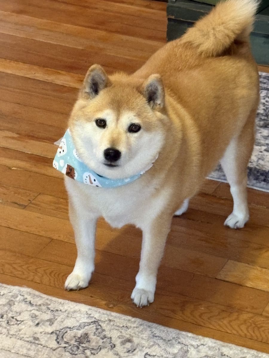 Shiba Inu Needs Loving Home