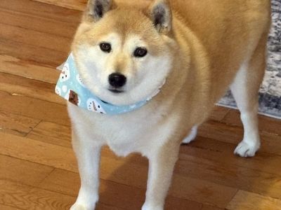 Shiba Inu Needs Loving Home