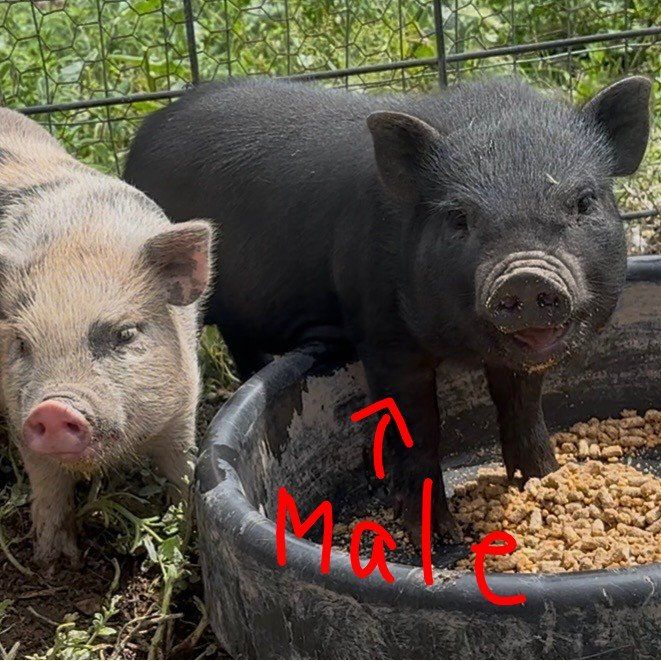 Discounted Mini Pig male piglet for sale, 11 weeks old, Potbelly/Juliana Cr