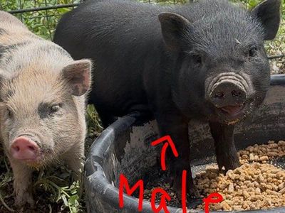 Discounted Mini Pig male piglet for sale, 11 weeks old, Potbelly/Juliana Cr