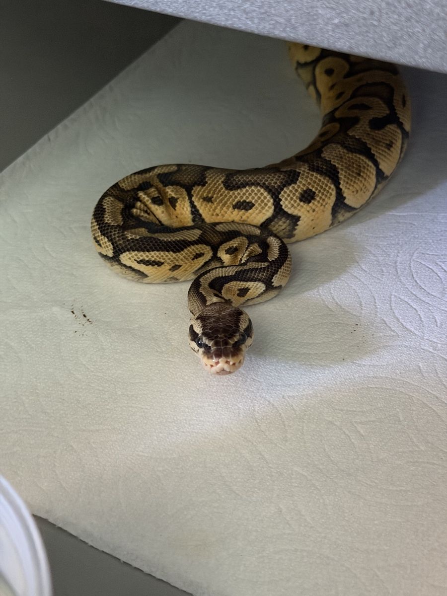 Female Ball Python - Super Pastel