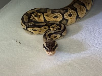 Female Ball Python - Super Pastel