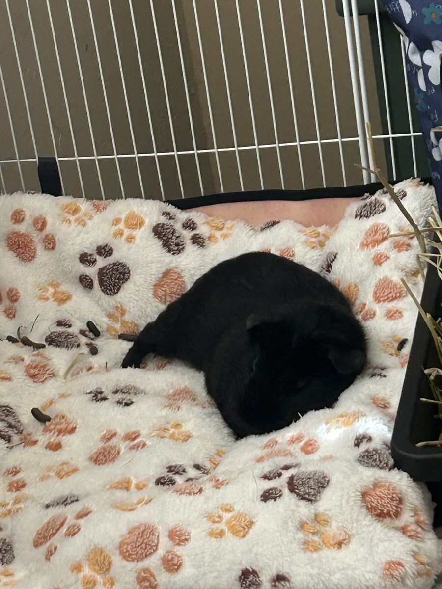 Bonded Guinea pigs and all supplies