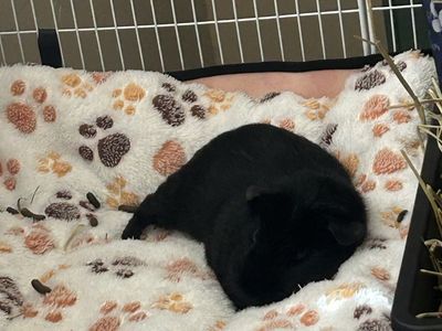 Bonded Guinea pigs and all supplies