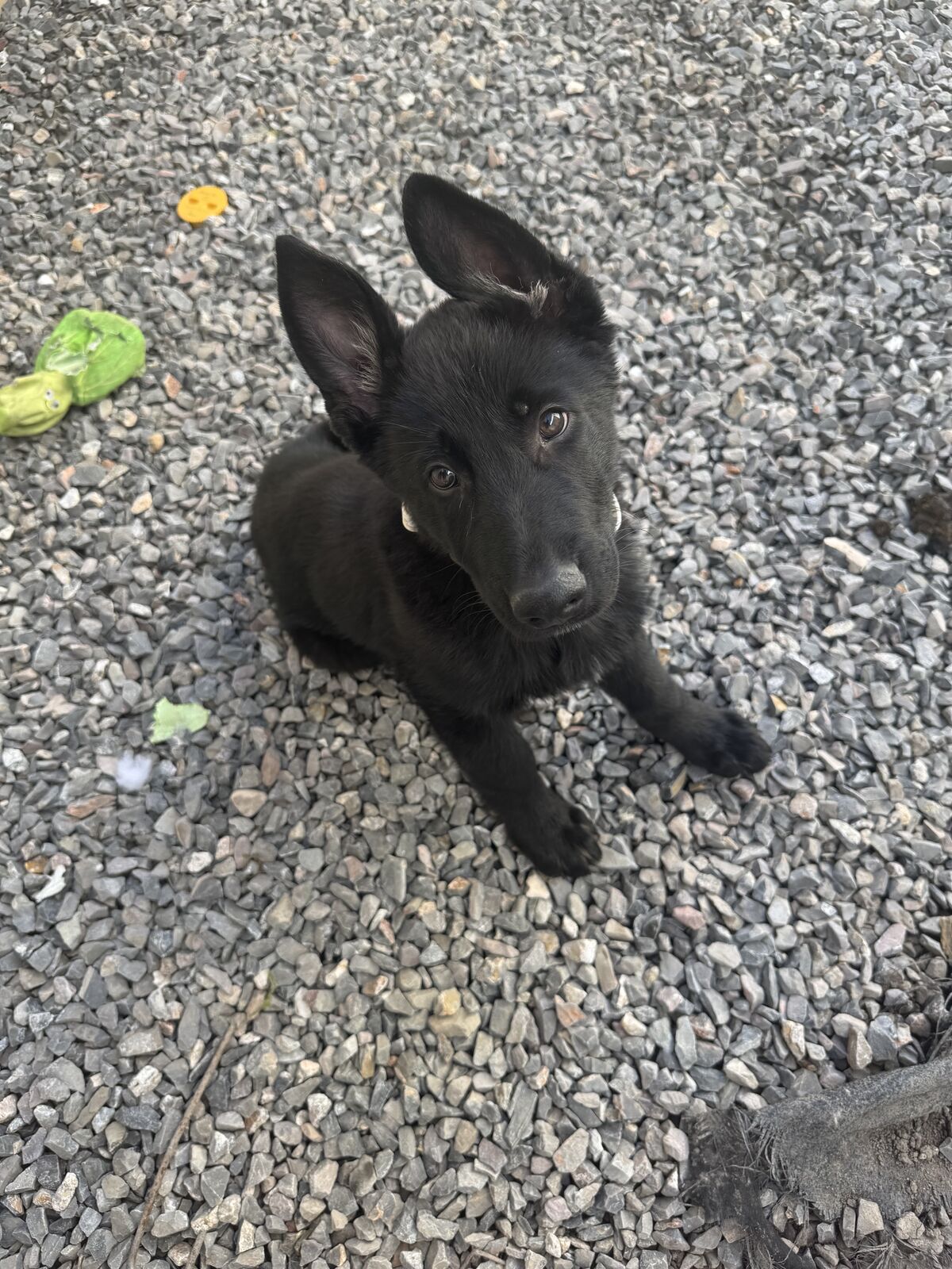 AKC Black German Shepard