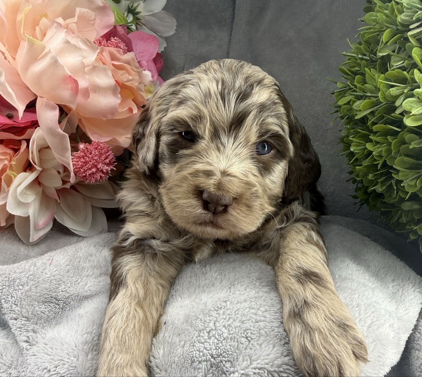 Mini Multigenerational Bernedoodle puppies
