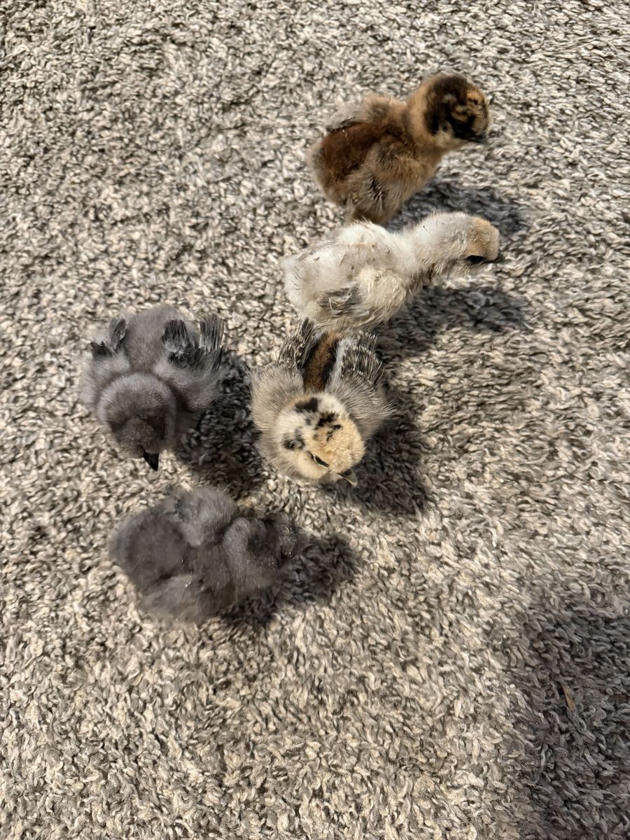 5 silkies