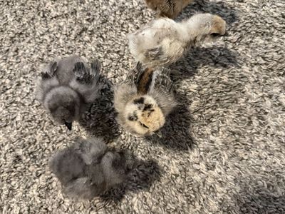 5 silkies
