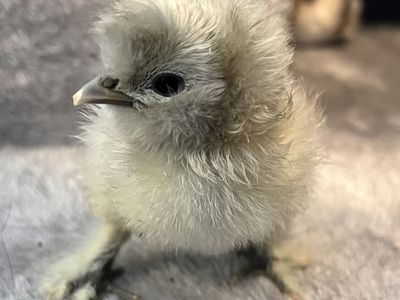 Silkie/satin/showgirl chicks