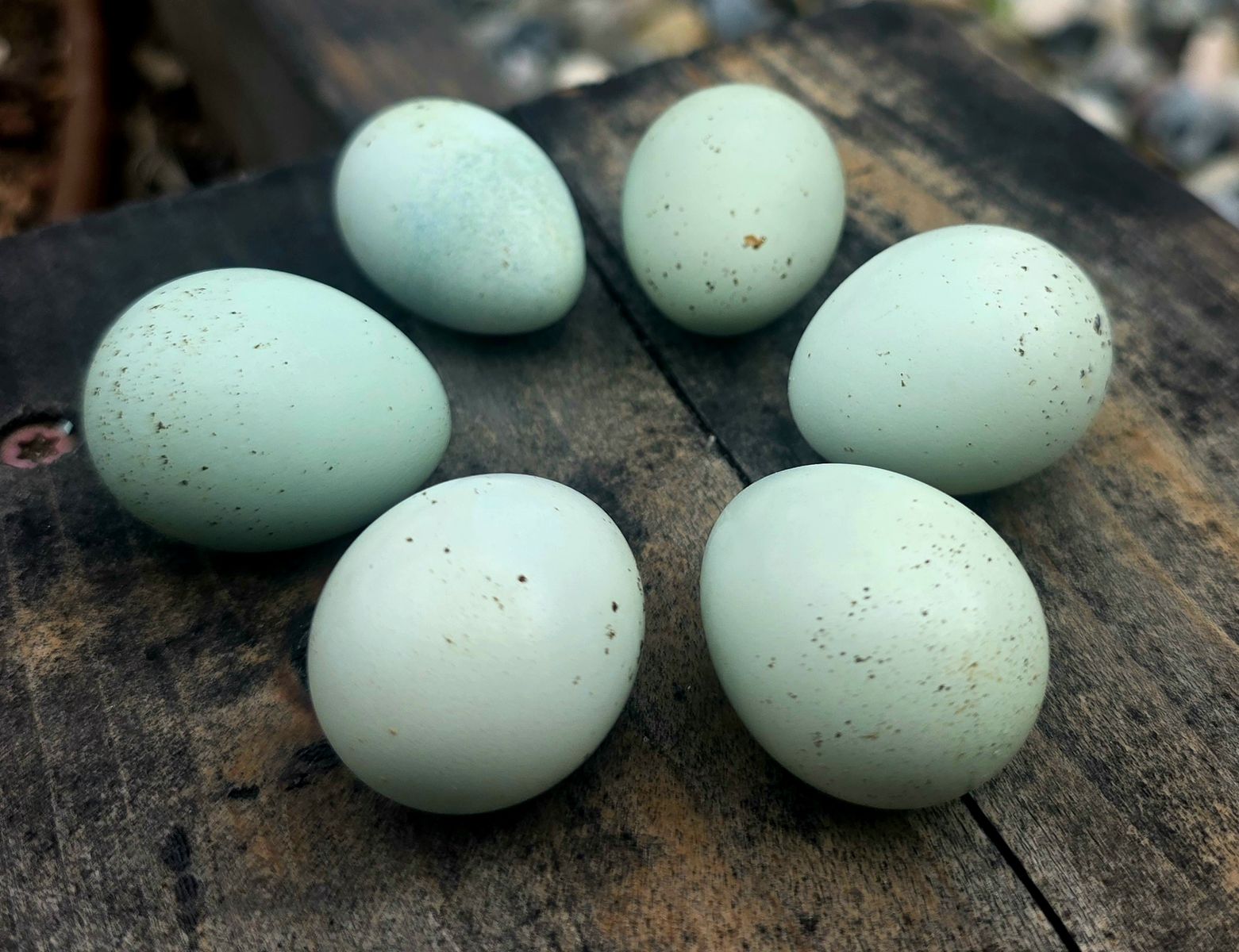 Quail DAY OLDs Chicks Special Jumbo Blue EGG LAYERS