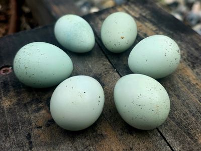 Quail DAY OLDs Chicks Special Jumbo Blue EGG LAYERS