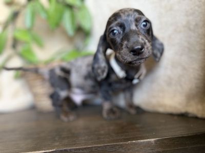 Teenie Weenie Dachshunds