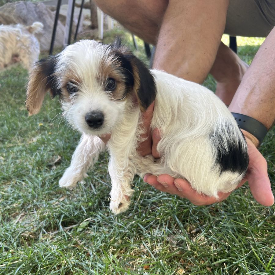 Adorable Morkie Poo - Yorkie Maltese Poodle Mix Puppies -Now Ready for Their Forever Homes!
