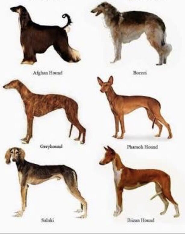 Greyhound/sighthound stud Wanted