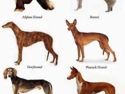 Greyhound/sighthound stud Wanted