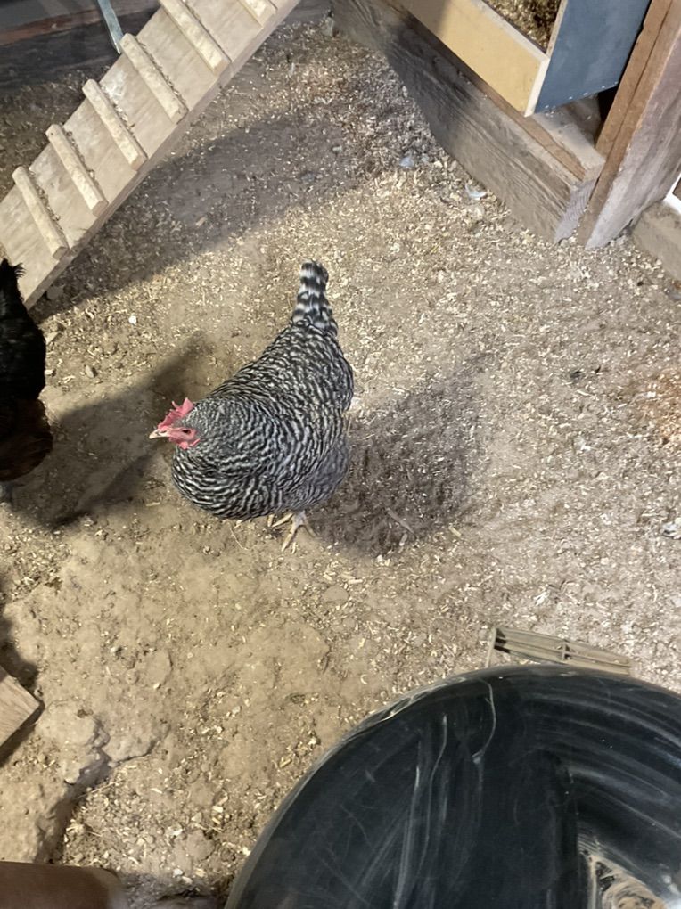Barred Rock Hen
