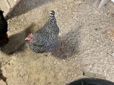 Barred Rock Hen