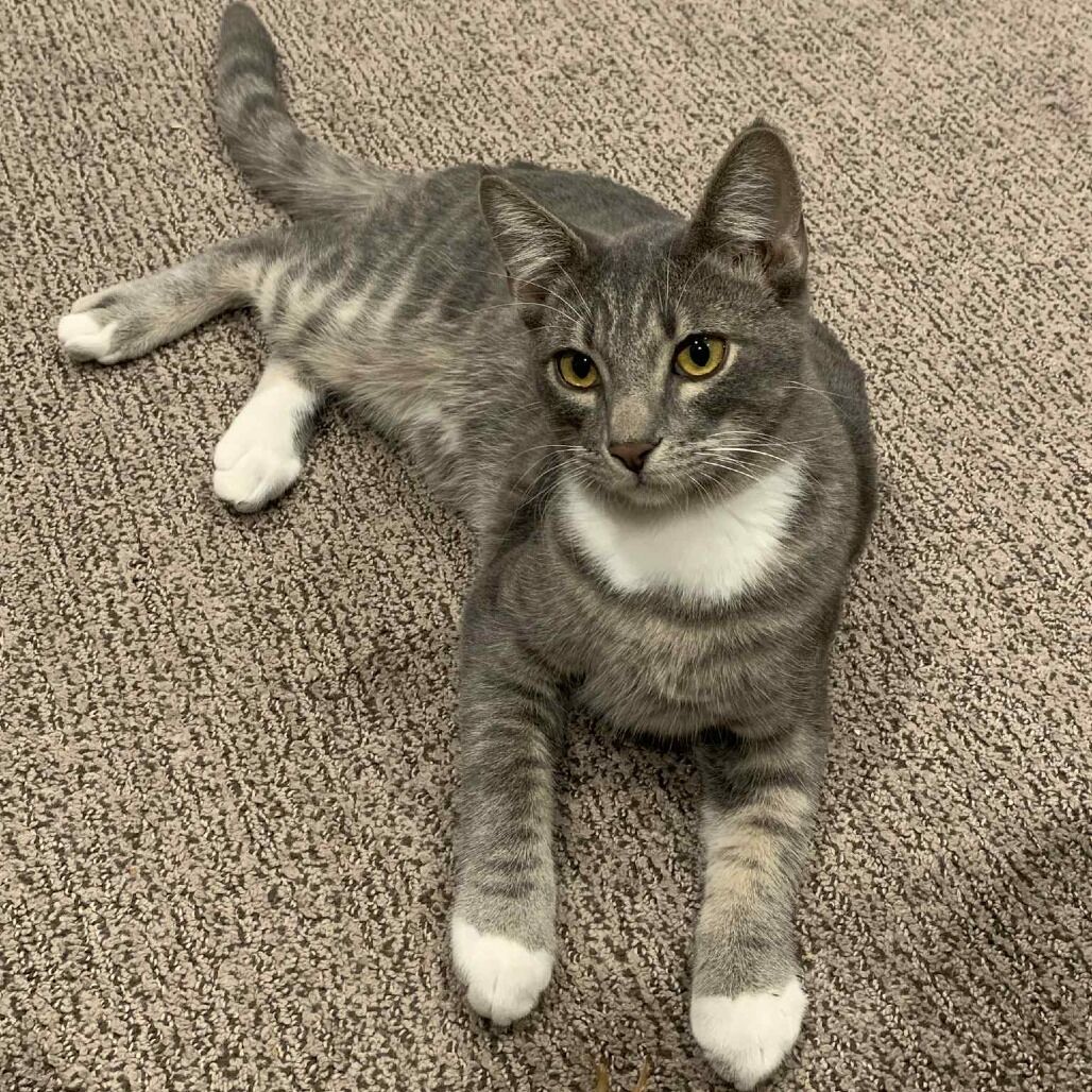 Domestic Medium Hair