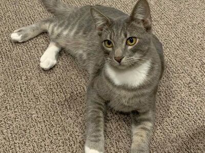 Domestic Medium Hair