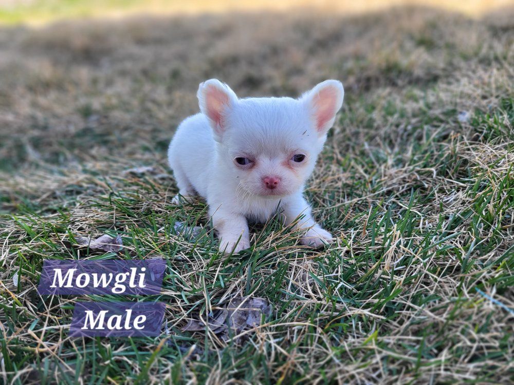 Akc Chihuahua puppies